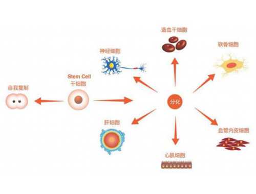 邹平小伙无偿捐献造血干细胞 用爱心传递生命