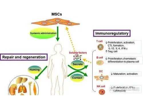 喝含锂水，有助防老年痴呆