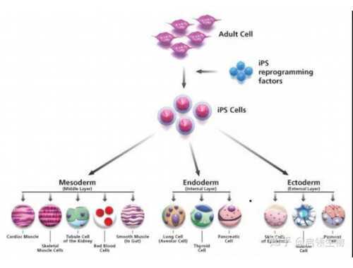 凡人微光 | 捐献造血干细胞 点亮生命之光