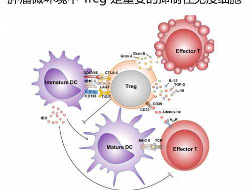 英汉对照阅读天天读——蓝莓对大脑的诸多好处