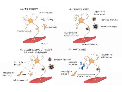 2021年度中国血液学十大研究进展发布