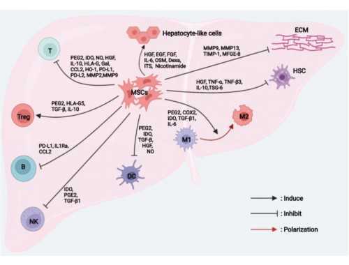 新疆男子捐髓救两岁半孩子 孩子配型成功