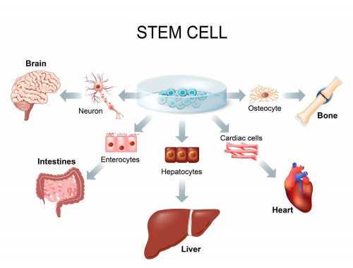生命重启！13岁淋巴瘤女孩在岳阳市中心医院成功接受造血干细胞移植