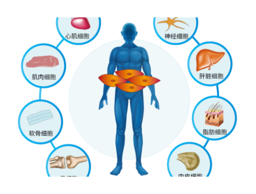 亚洲最大器官移植医院在中国