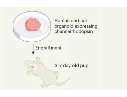 为患者送去“生命的种子”