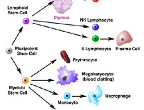 安然参命源100人参饮品荣膺"一带一路十周年•国礼品牌"