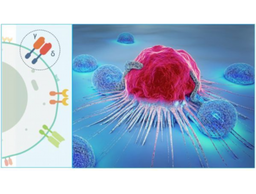 给付型防癌险，看这几款就够了